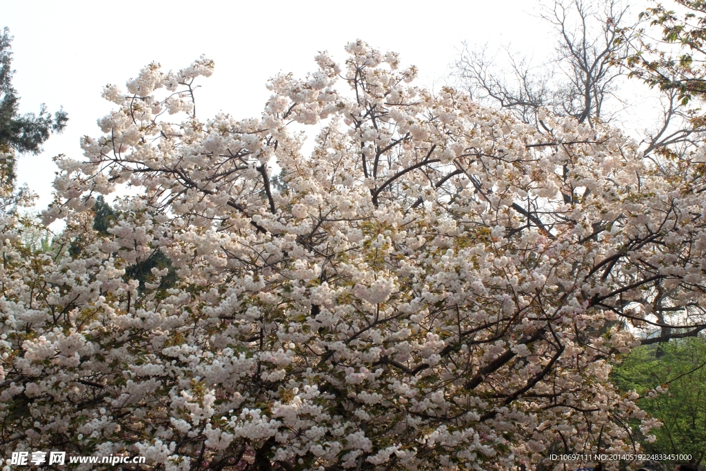 樱花