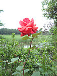 月季花
