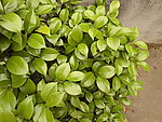 茶花树