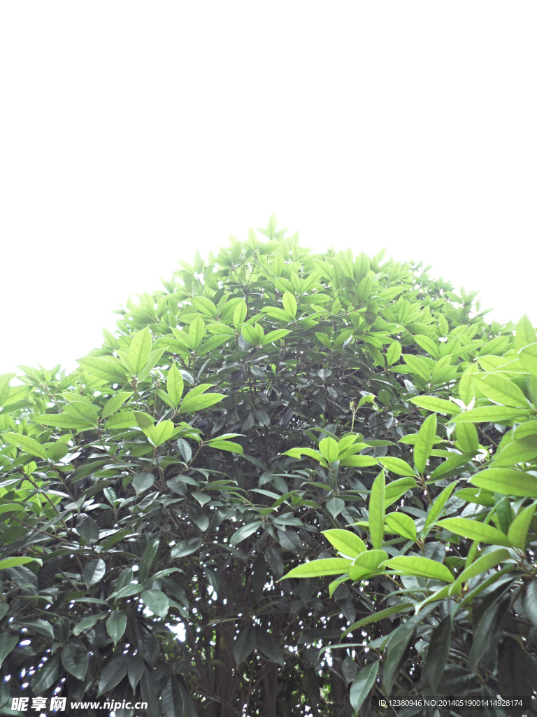 桂花树