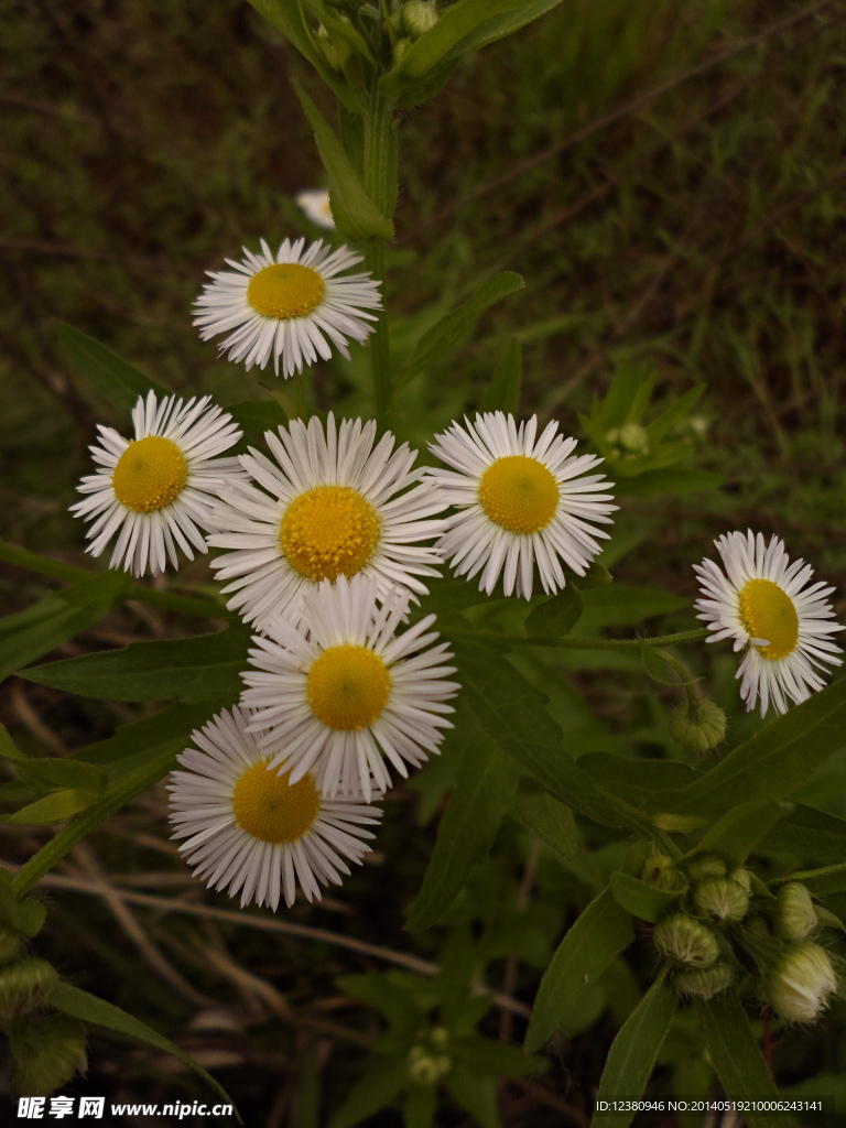 蒿草花