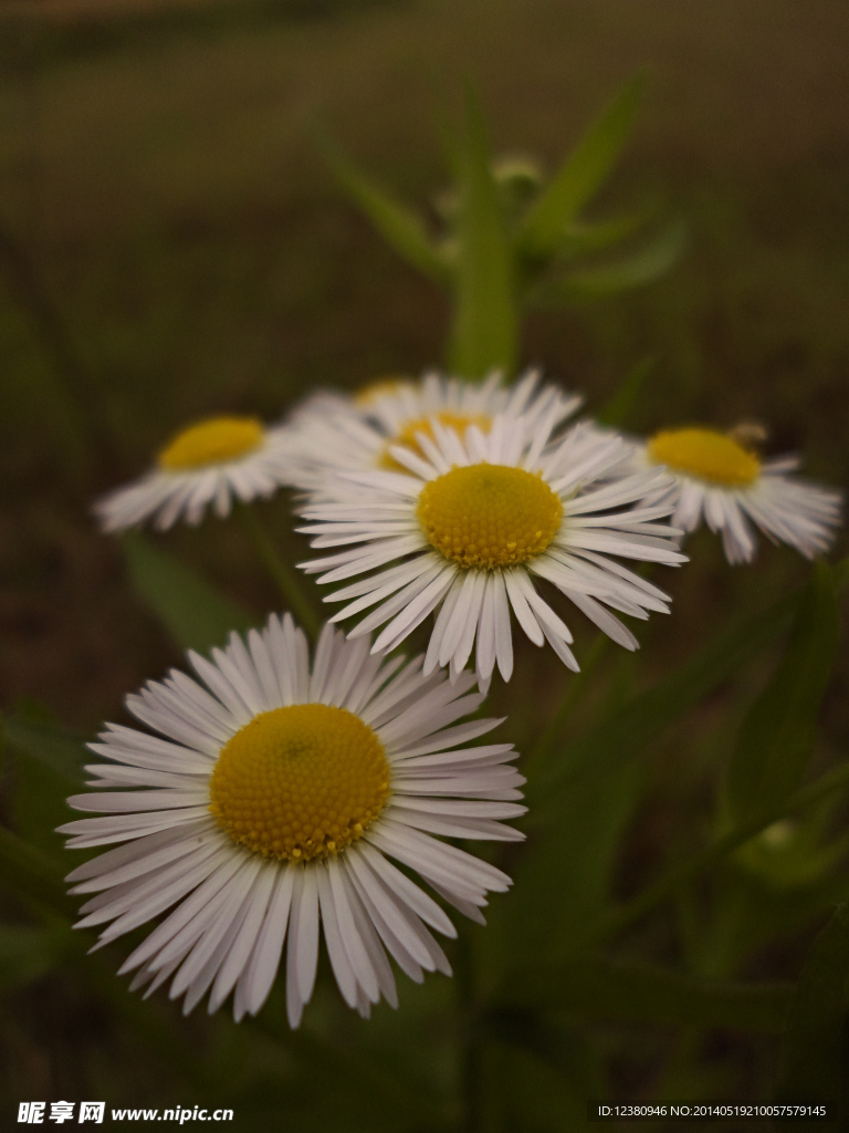 蒿草花野花