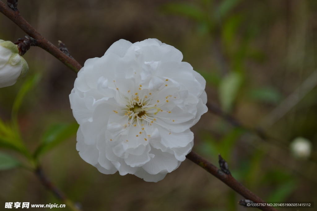 桃花特写