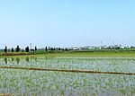 田野的希望