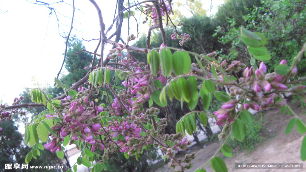 春花