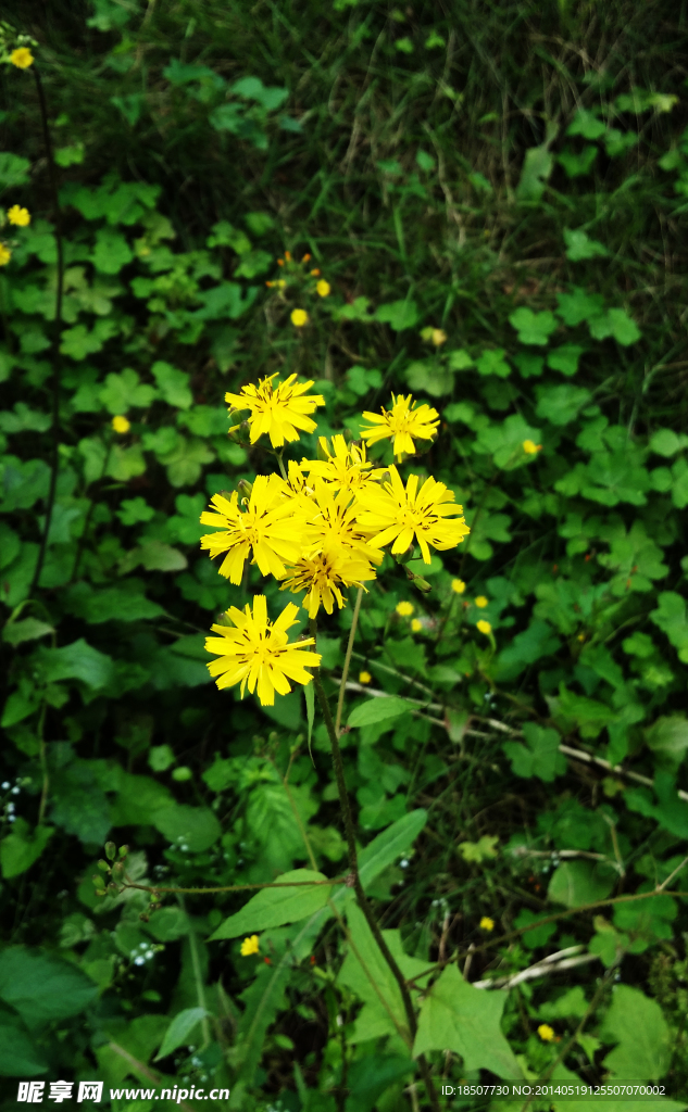 小雏菊花 菊花