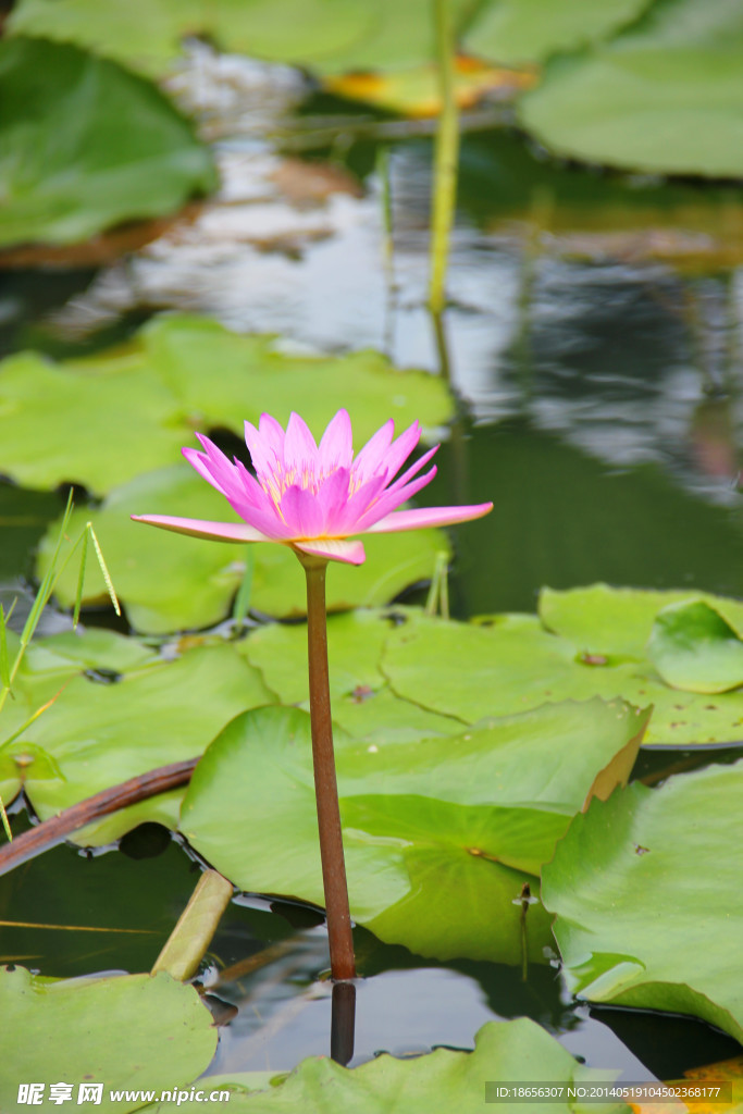 莲花