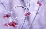 冬天的浆果 霜冻冰雪