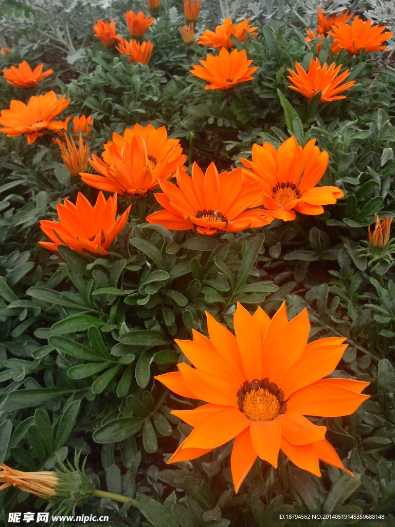花朵