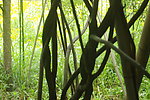 植物园里的藤