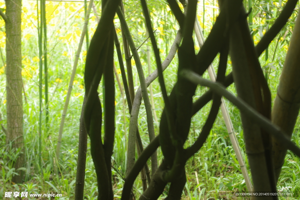 植物园里的藤