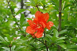 石榴花