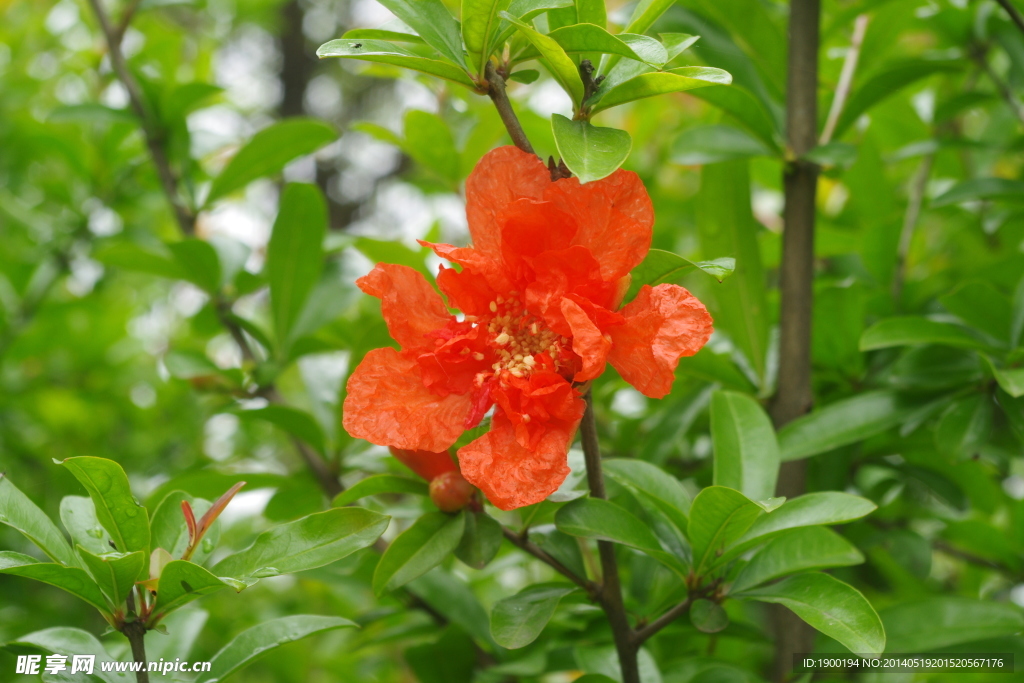 石榴花