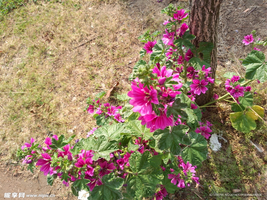 树根小花