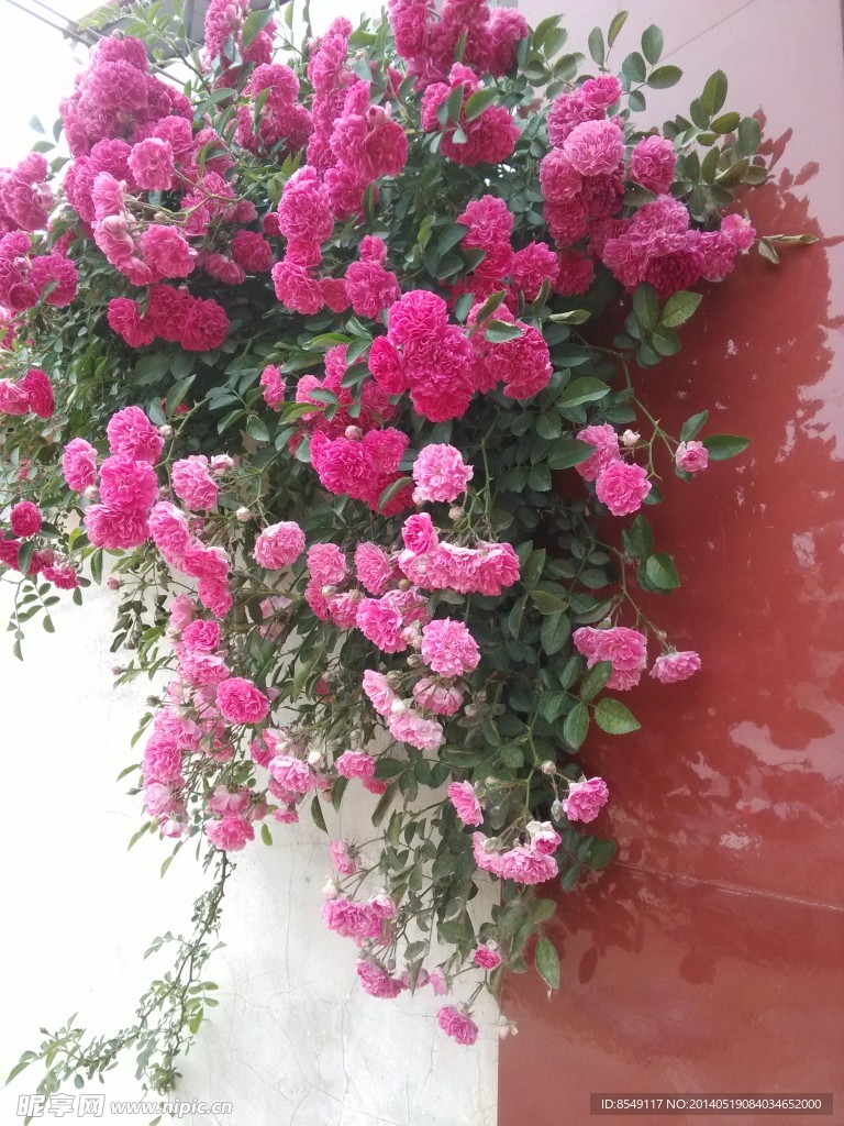 花园