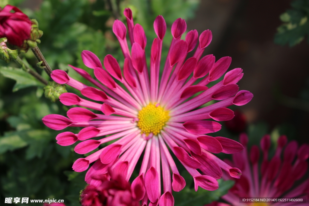 菊花