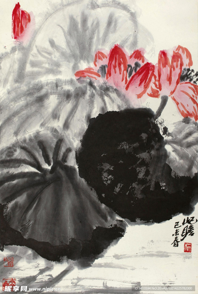 菡蓞发荷花