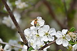 蜜蜂