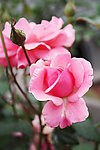 月季花