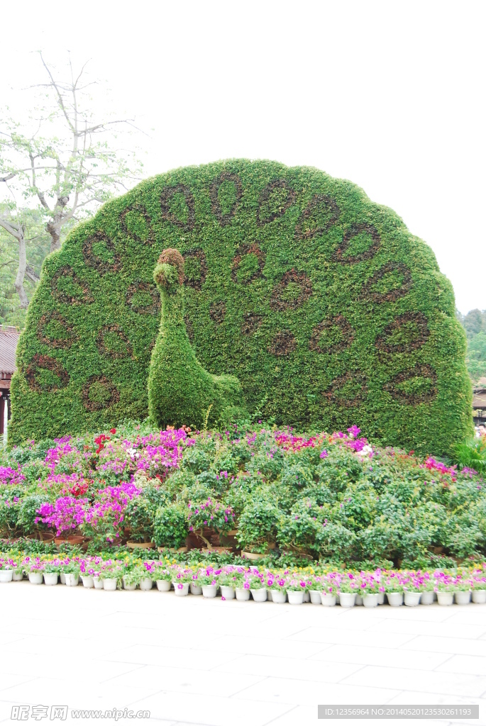 植物盆景