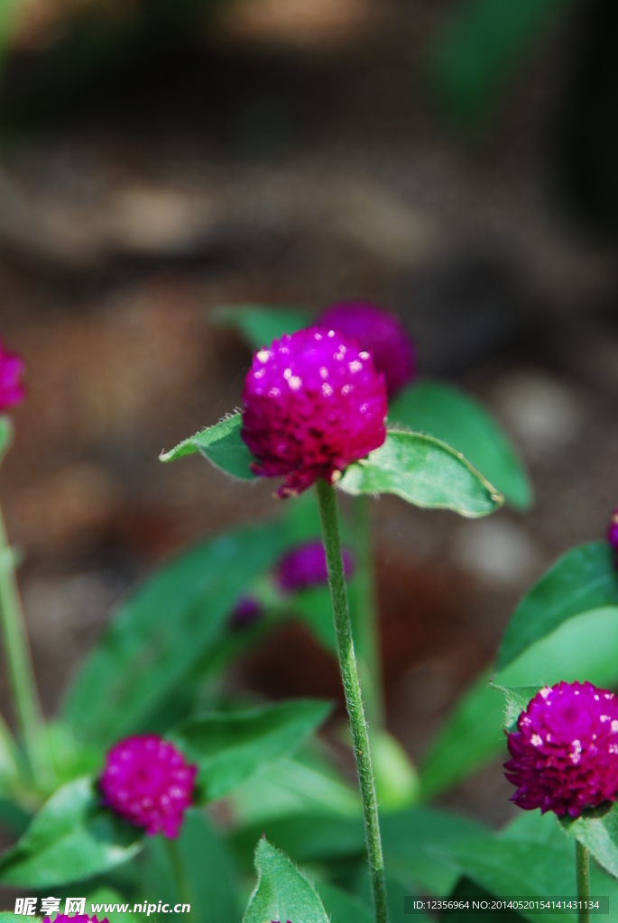 热带花