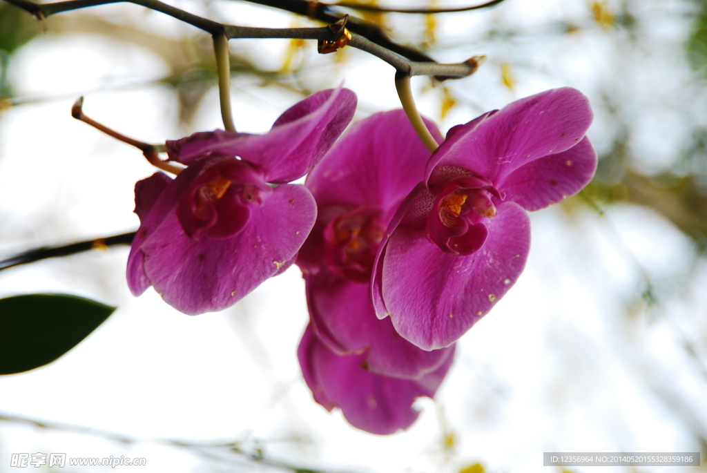 热带花