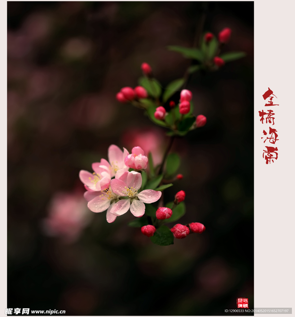 金橘海棠