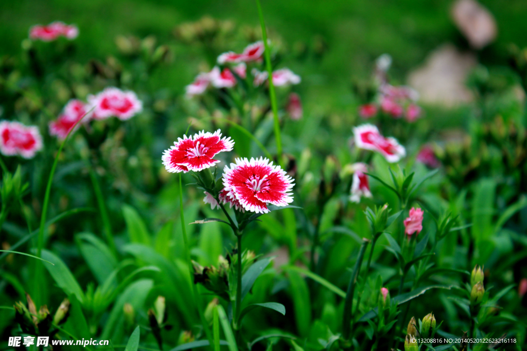 花草