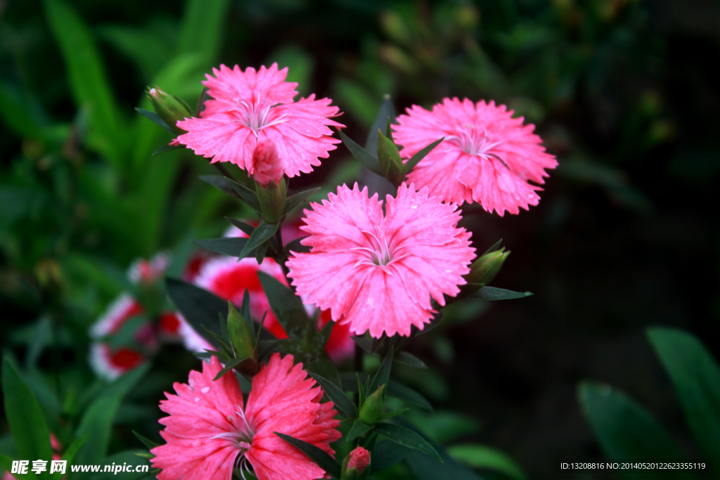 花草
