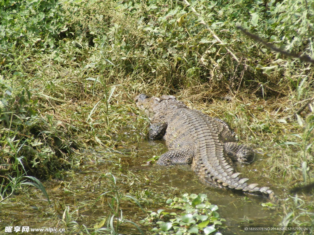 鳄鱼