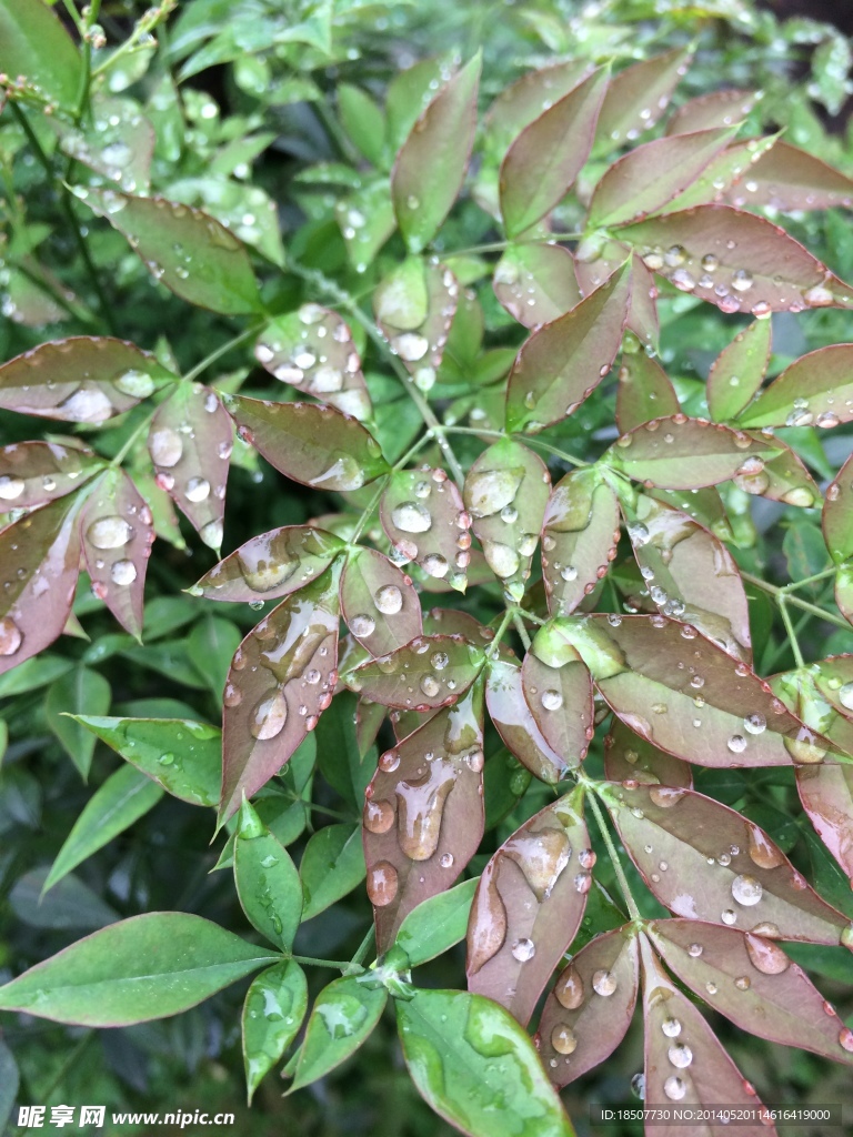 草 植物 叶子
