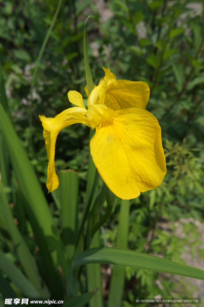 黄色的花