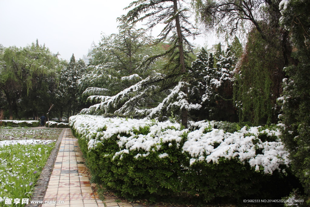 夏雪
