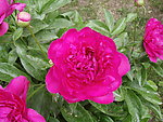 芍药花