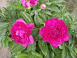 芍药花