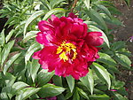 芍药花