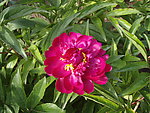 芍药花