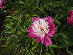芍药花
