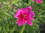芍药花
