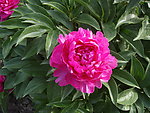 芍药花