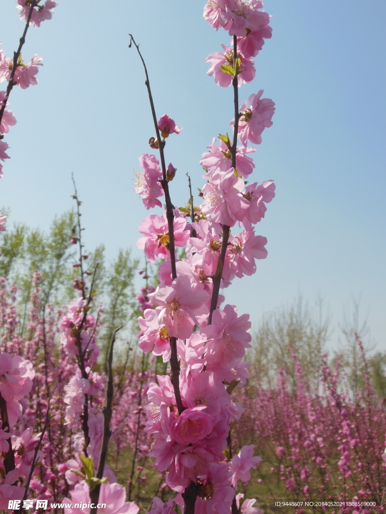 碧桃花