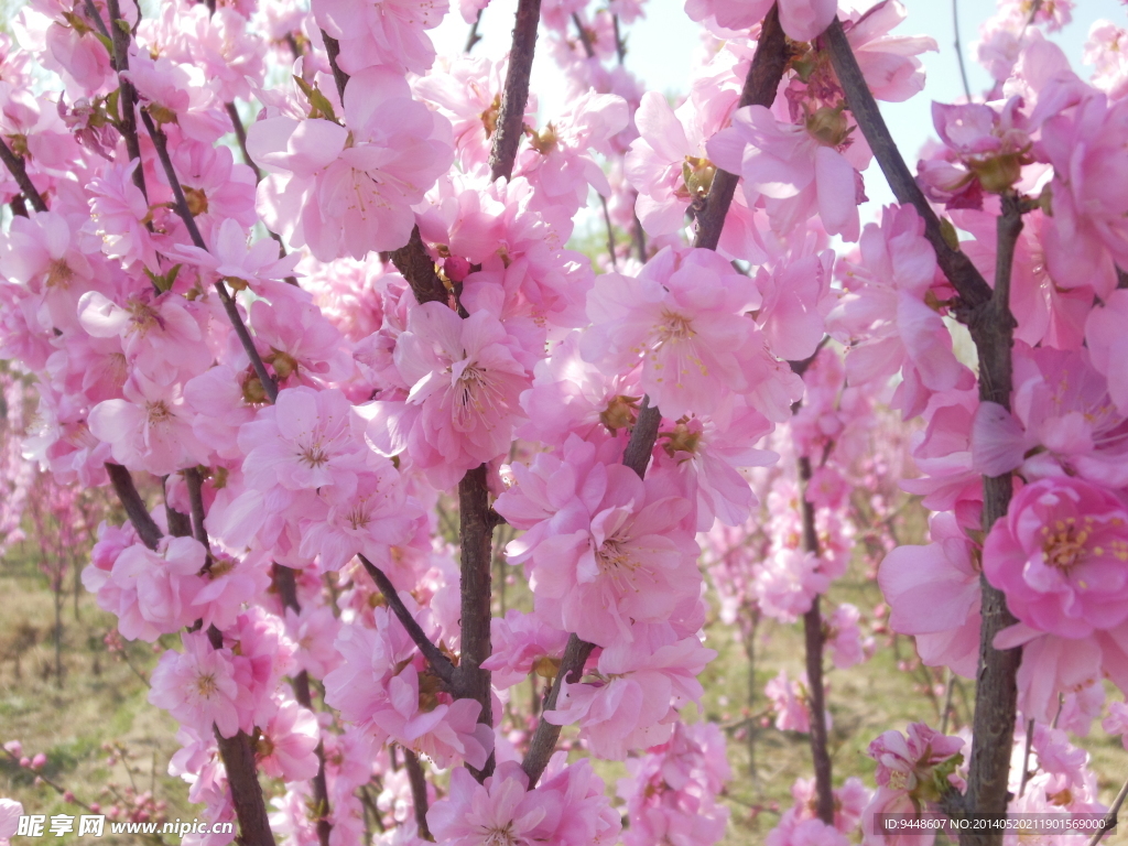 碧桃花