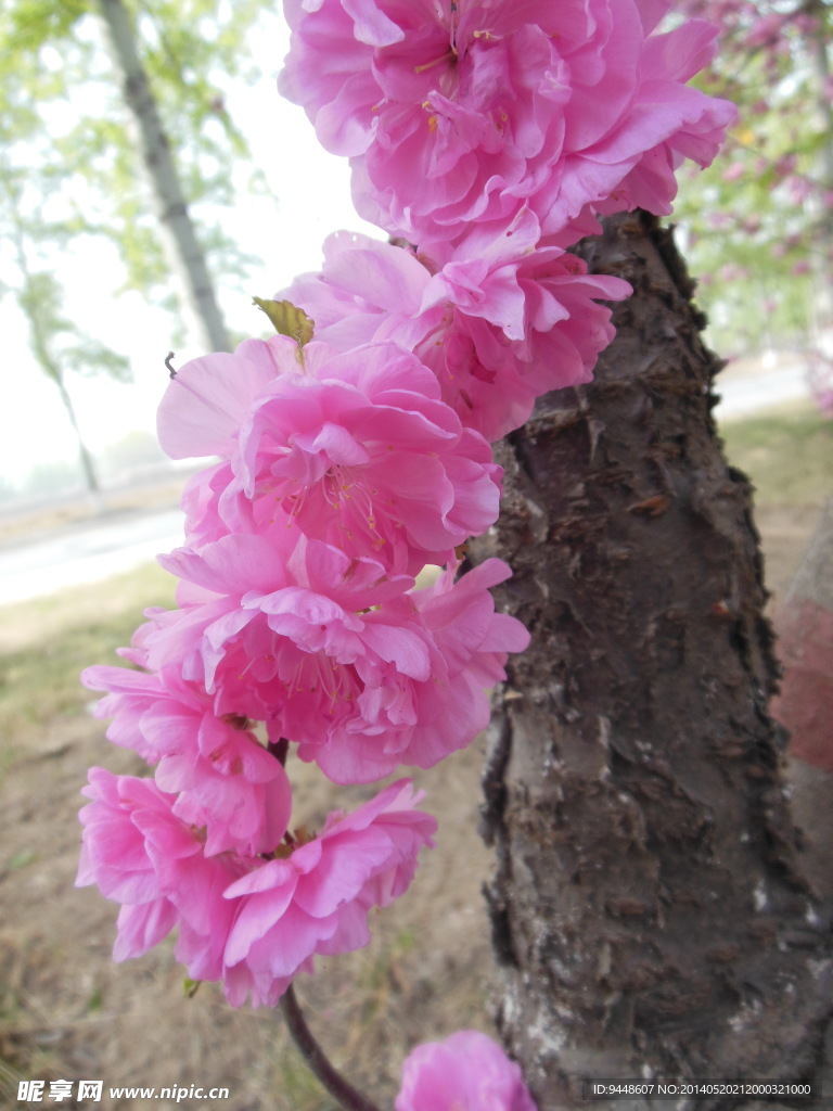 碧桃花