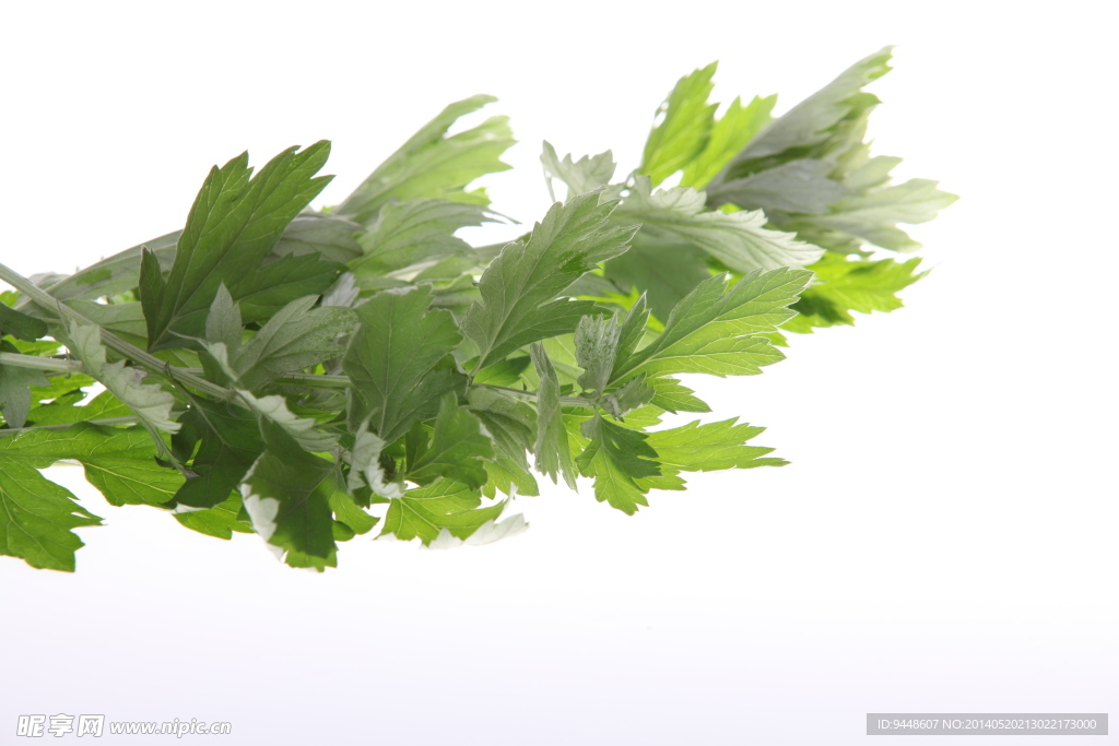 艾草