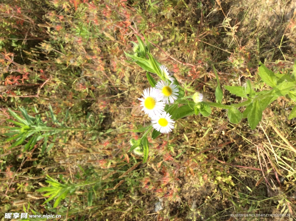 小雏菊