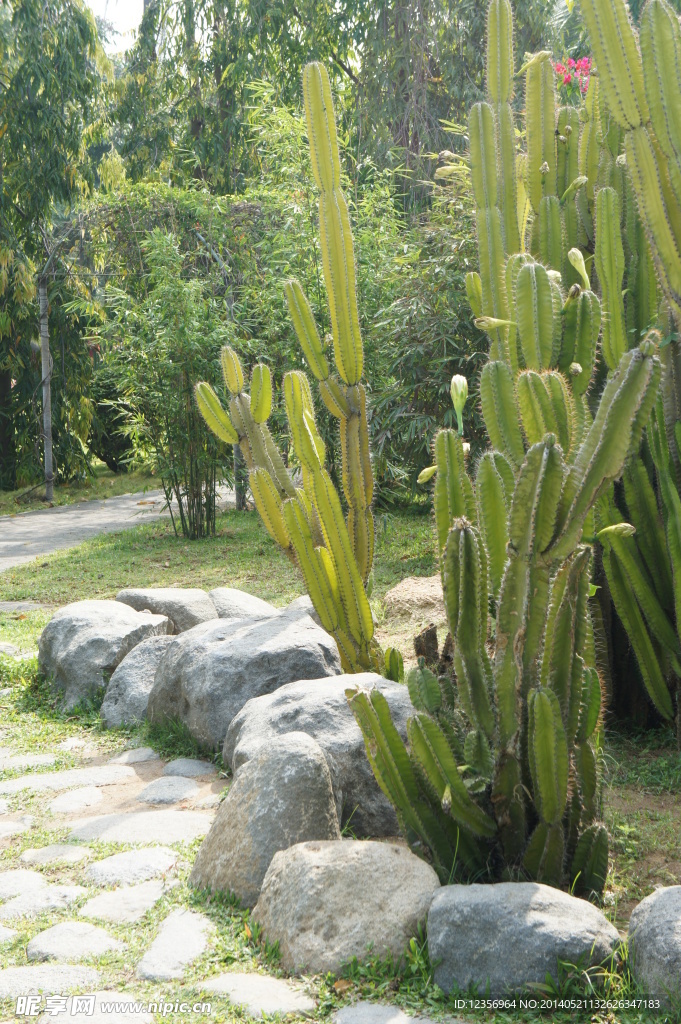 仙人掌