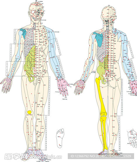 经络穴位图