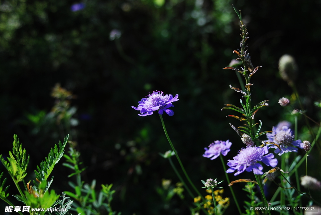 小紫花