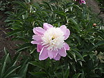 芍药花