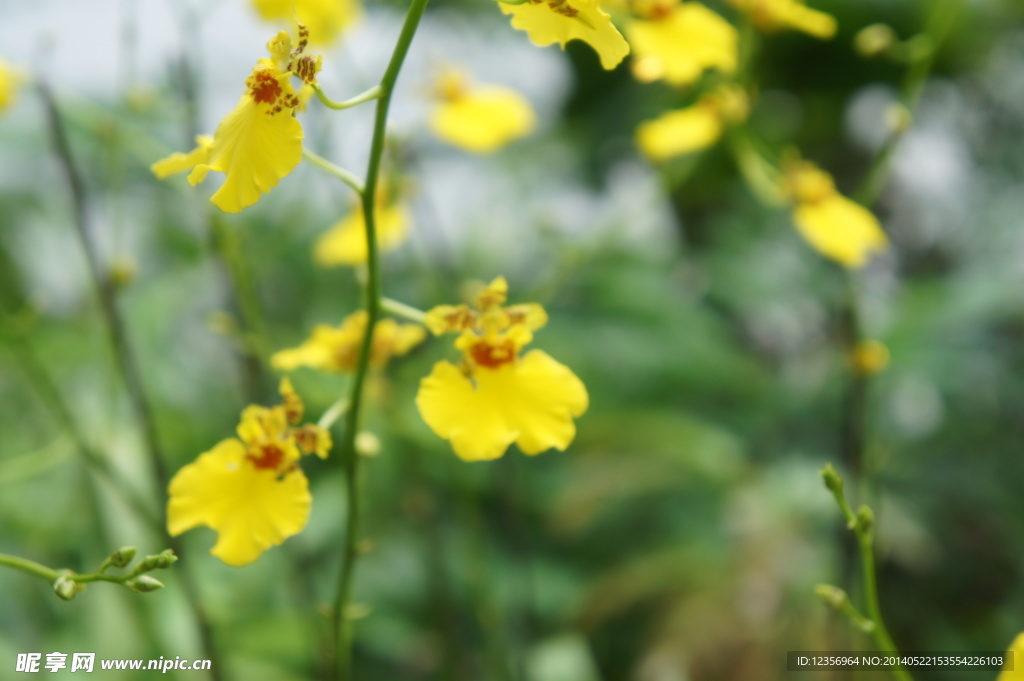 黄花